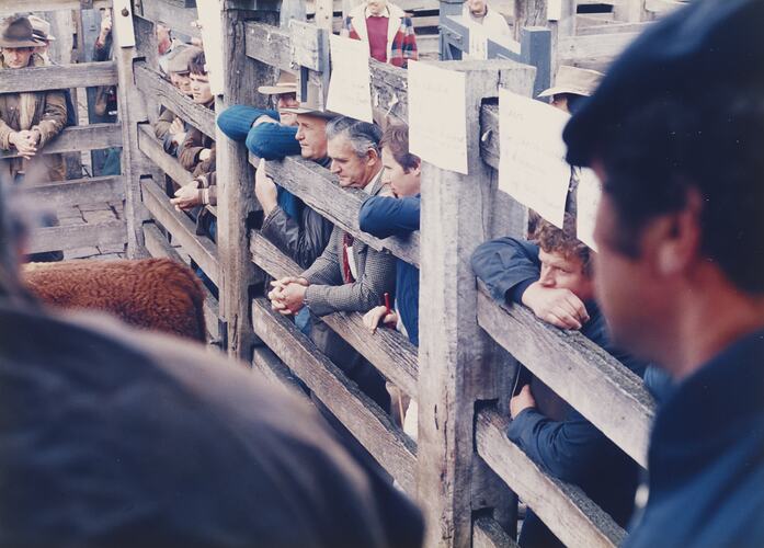 Cattle Sale, Newmarket Saleyards, 1987