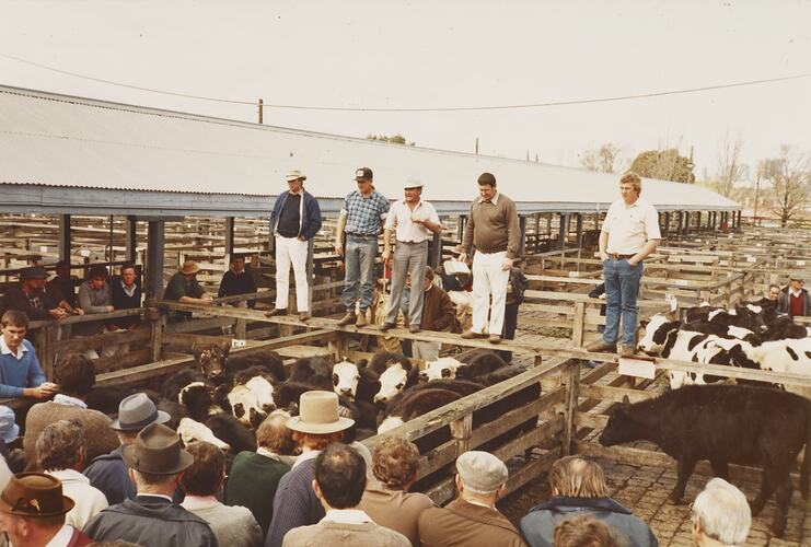 Cattle Sale, Newmarket Saleyards, Aug 1985