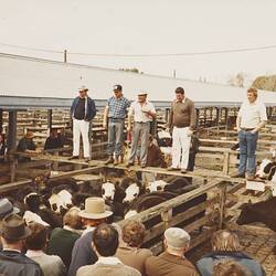 Digital Photograph - Cattle Sale, Newmarket Saleyards, Newmarket, Aug 1985