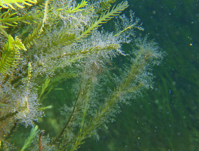 Green hydroid colony.