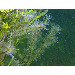 Green hydroid colony.