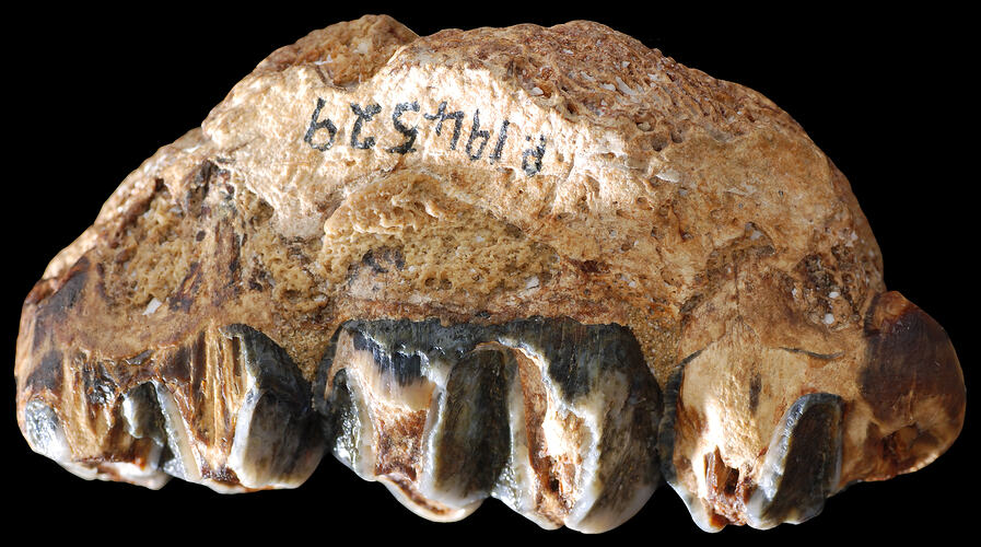 Side view of fossil jaw bone with teeth.