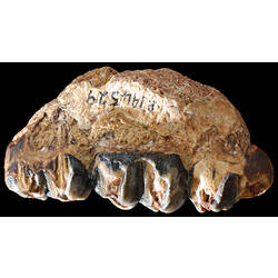 Side view of fossil jaw bone with teeth.