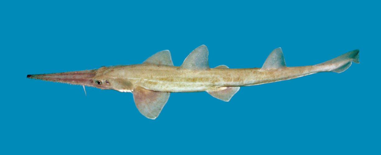 Dorsal view of saw shark.