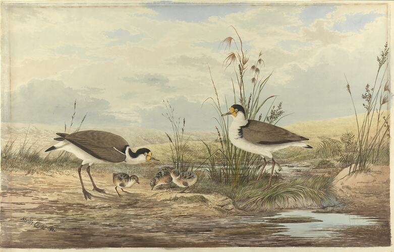 Watercolour painting of birds on a shore.