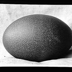Glass Negative - Emu Egg, by A.J. Campbell, Victoria, circa 1895