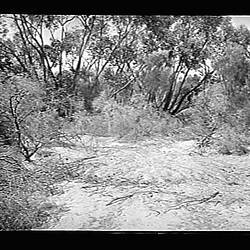 Glass Negative - Open Mallee Fowl Mound, by A.J. Campbell, Mallee, Victoria, circa 1895