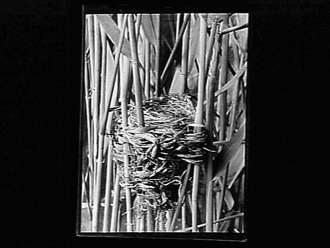 Nest in reeds.