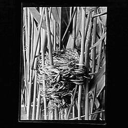 Glass Negative - Reed Warbler's Nest, by A.J. Campbell, Victoria, circa 1895