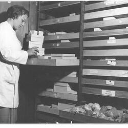 Photograph - Hope Macpherson Working on Shell Collection, National Museum of Victoria, Melbourne, circa 1946 (damaged)
