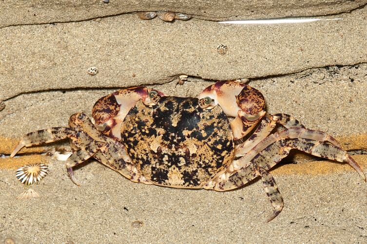 <em>Leptograpsodes octodentatus</em>, Burrowing Shore Crab. Bunurong Marine National Park, Victoria.