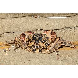 <em>Leptograpsodes octodentatus</em>, Burrowing Shore Crab. Bunurong Marine National Park, Victoria.