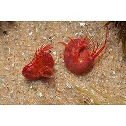 Two red amphipods on sand.