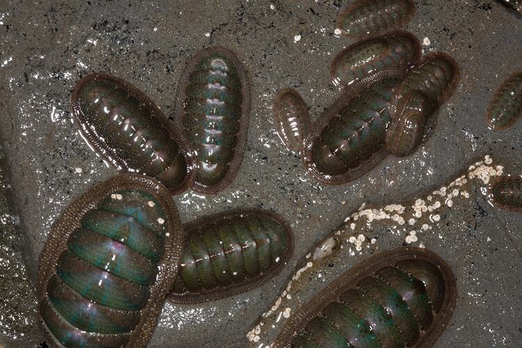 A group of Southern Chitons attached to a rock.