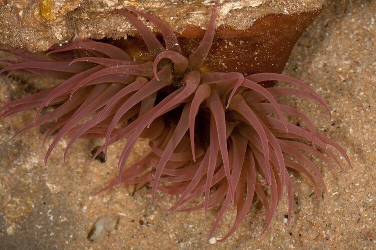 <em>Isanemonia australis</em>, Anemone. Bunurong Marine National Park, Victoria.