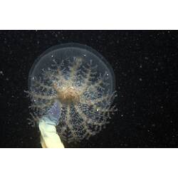 Clear jellyfish in dark water.