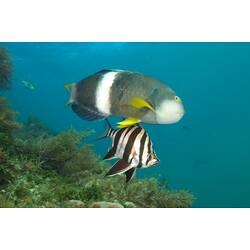 Stumpy brown and white fish above a black and white striped fish in clear water.