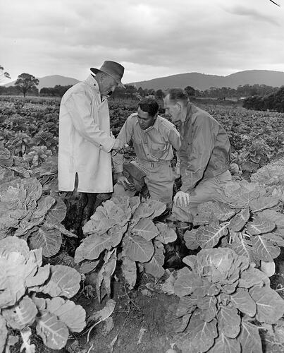 Three Men Standing in a Crop, Scorseby, Victoria, 1958