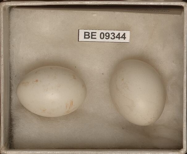 Two bird eggs with specimen labels in box.