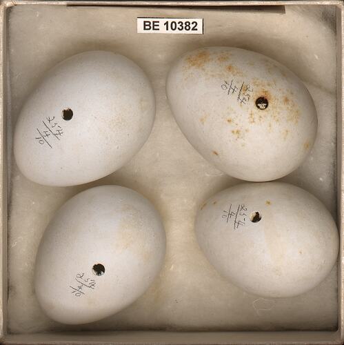 Four bird eggs with specimen labels in box.