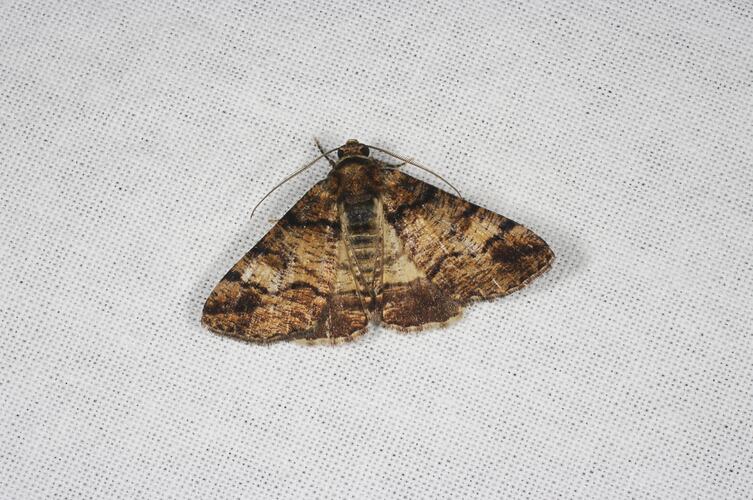 <em>Cryphaea xylina</em>, Geometrid moth. Grampians National Park, Victoria.