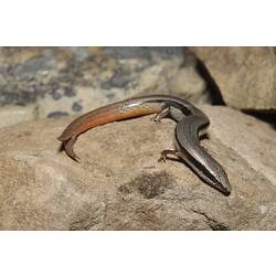 Skink with split red tail on rock.