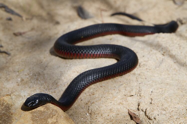 Black snake with red belly moving across rock.