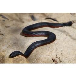 <em>Pseudechis porphyriacus</em> (Shaw, 1794), Red-bellied Black Snake