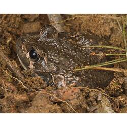 Brownish frog, whitish line on face in dirt.