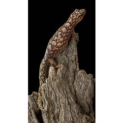 Marbled Gecko.