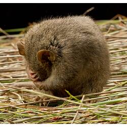 A Dusky Antechinus curled up, hiding its head in its paws.