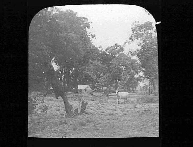 Lantern Slide