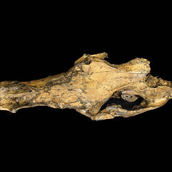 Fossil kangaroo skull.