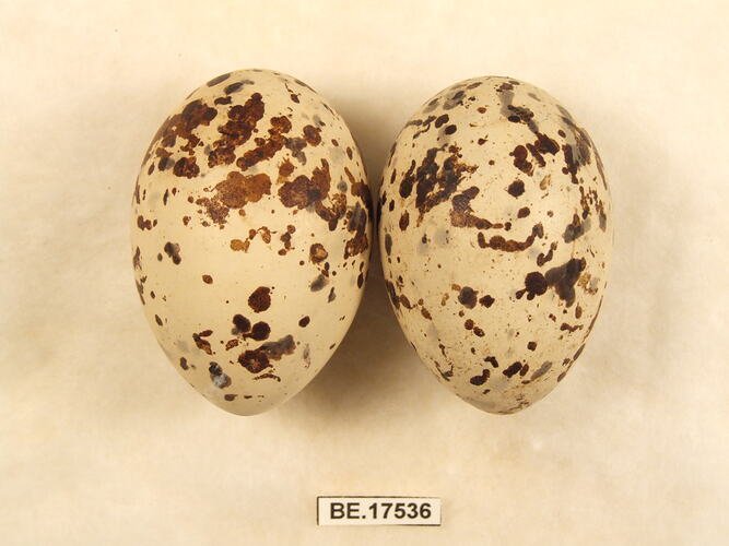 Two bird eggs with specimen label.