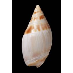 <em>Amalda (Alocospira) marginata</em>, Marginate Ancilla, shell.  Registration no. F 179280.