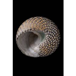 <em>Chlorodiloma odontis</em>, Checkered Periwinkle, shell.  Registration no. F 180045.