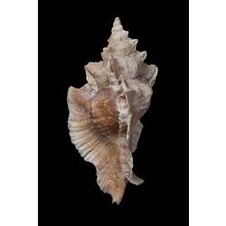 <em>Pterynotus triformis</em>, Three-shaped Murex, shell.  Registration no. F 179304.