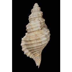 <em>Cabestana tabulata</em>, Ploughed Triton, shell.  Registration no. F 179989.