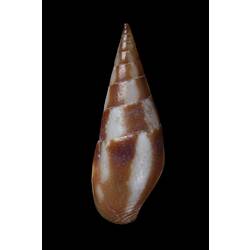 <em>Mitrella (Dentimitrella) menkeana</em>, Menke's Dove Shell, shell.  Registration no. F 179244.