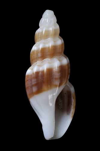 <em>Guraleus (Guraleus) pictus</em>, marine snail, shell.  Registration no. F 179292.