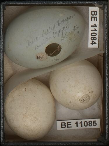 Three bird eggs with specimen labels.