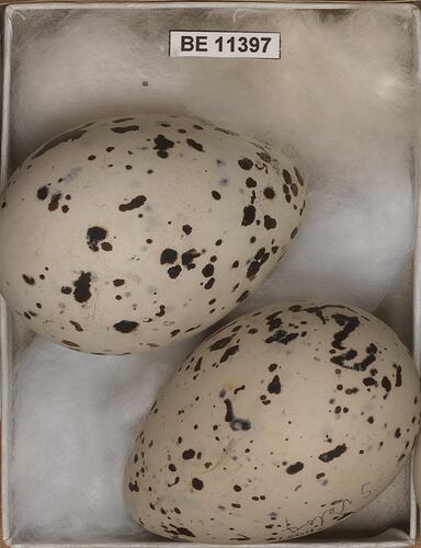 Two bird eggs with specimen label in round box.