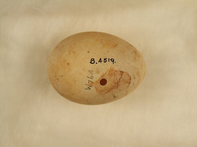 Bird egg, hand written text on shell.