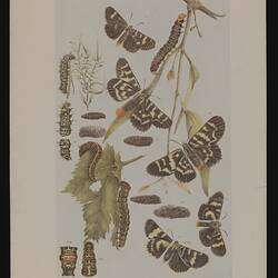 Phalaenoides thoracophora