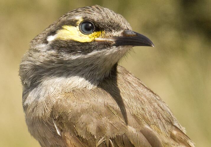 Brown bird with yellow an dblack stripe on face, head turned across body.