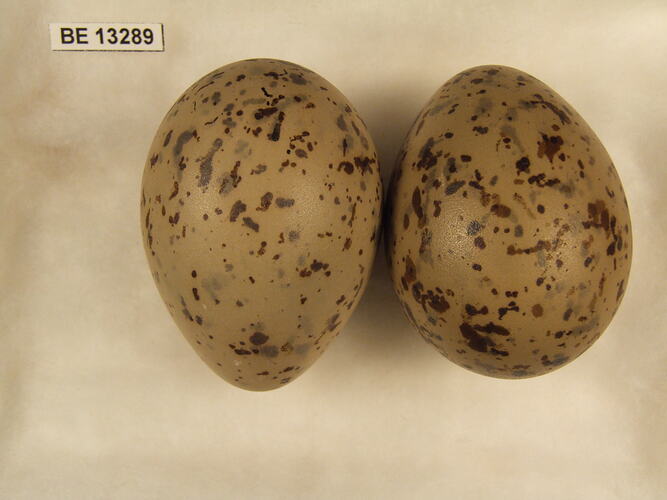 Two bird eggs with specimen label.