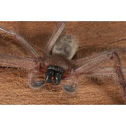 Redish, flattened spider on bark.