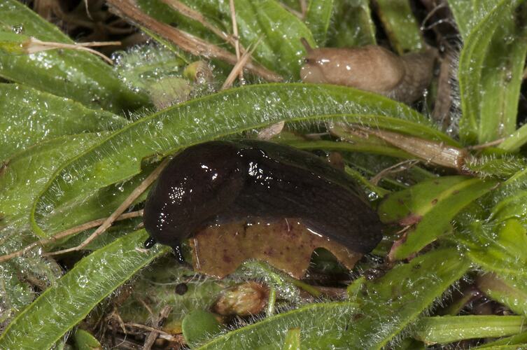 Black keeled slug on ground vegetation.