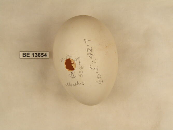 Bird egg with specimen label.