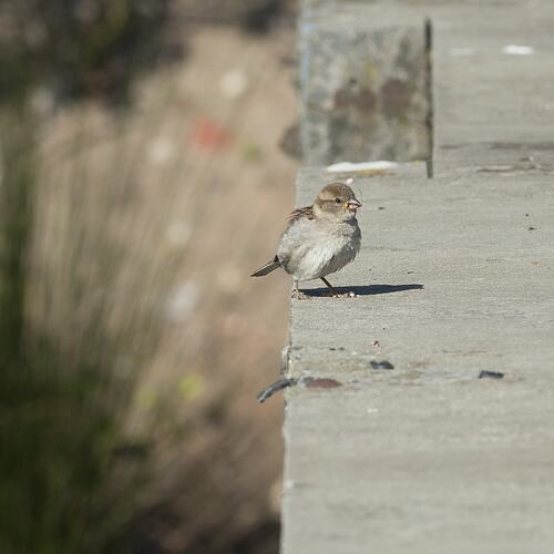 <em>Passer domesticus</em>, House Sparrow. Westgate Park, Victoria.